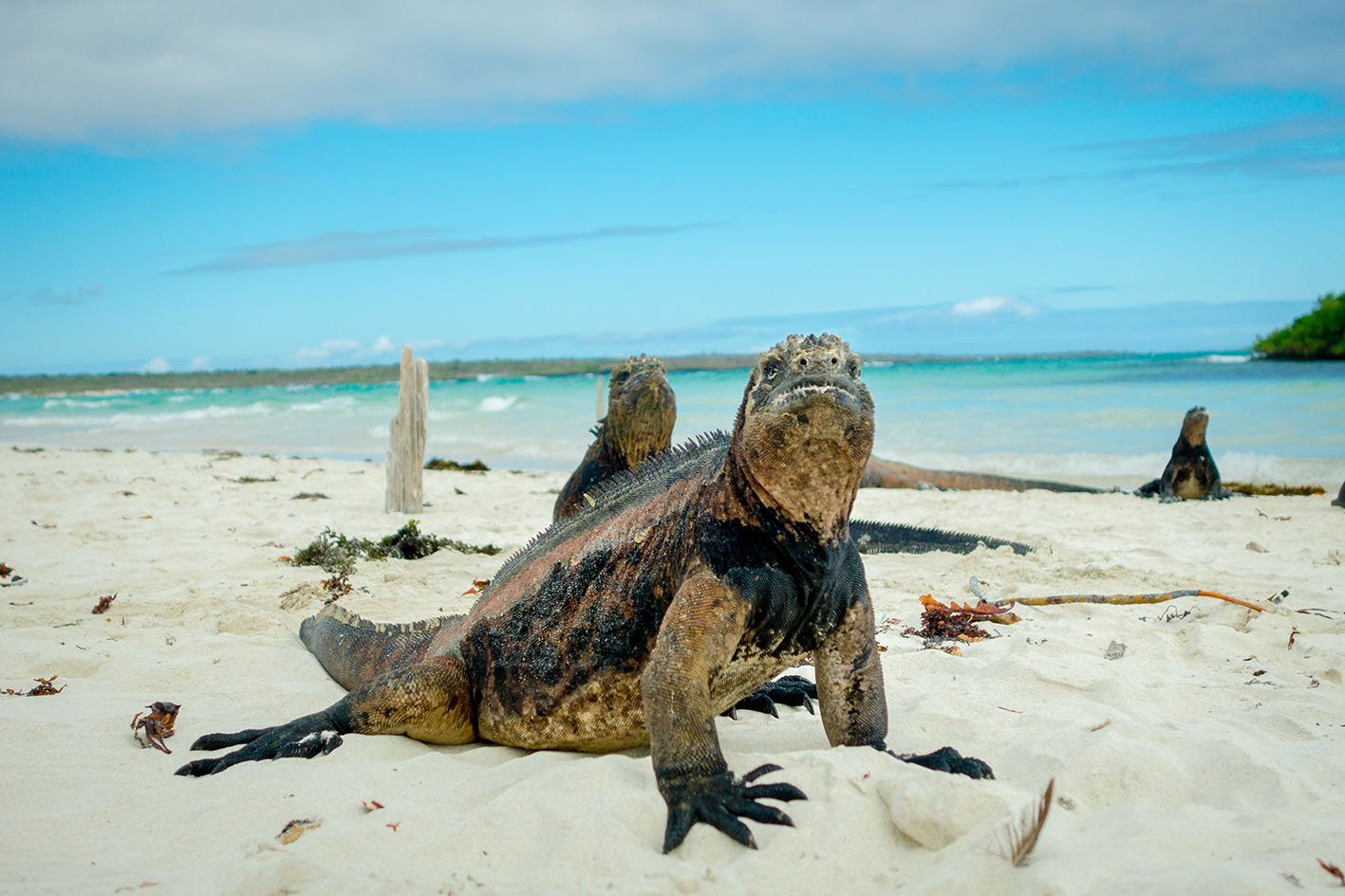 beautiful iguanas resting in the beach in santa cruz galapagos islands