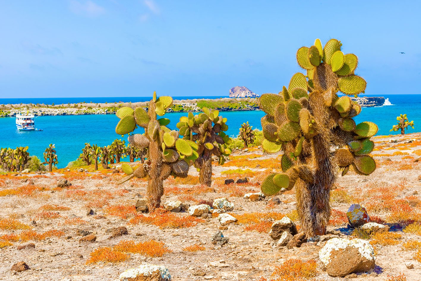 Opuntia cactus forest and ocean at Galapagos island of Santa Cruz.