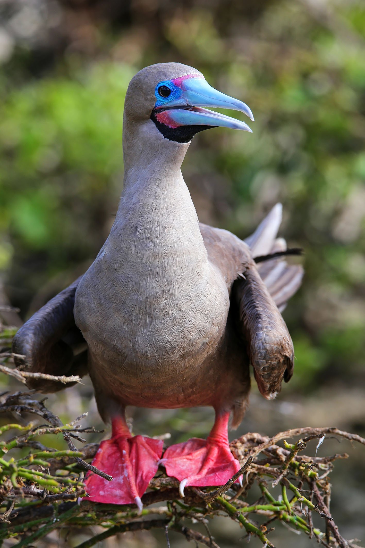 galapagos-red-footed-booby