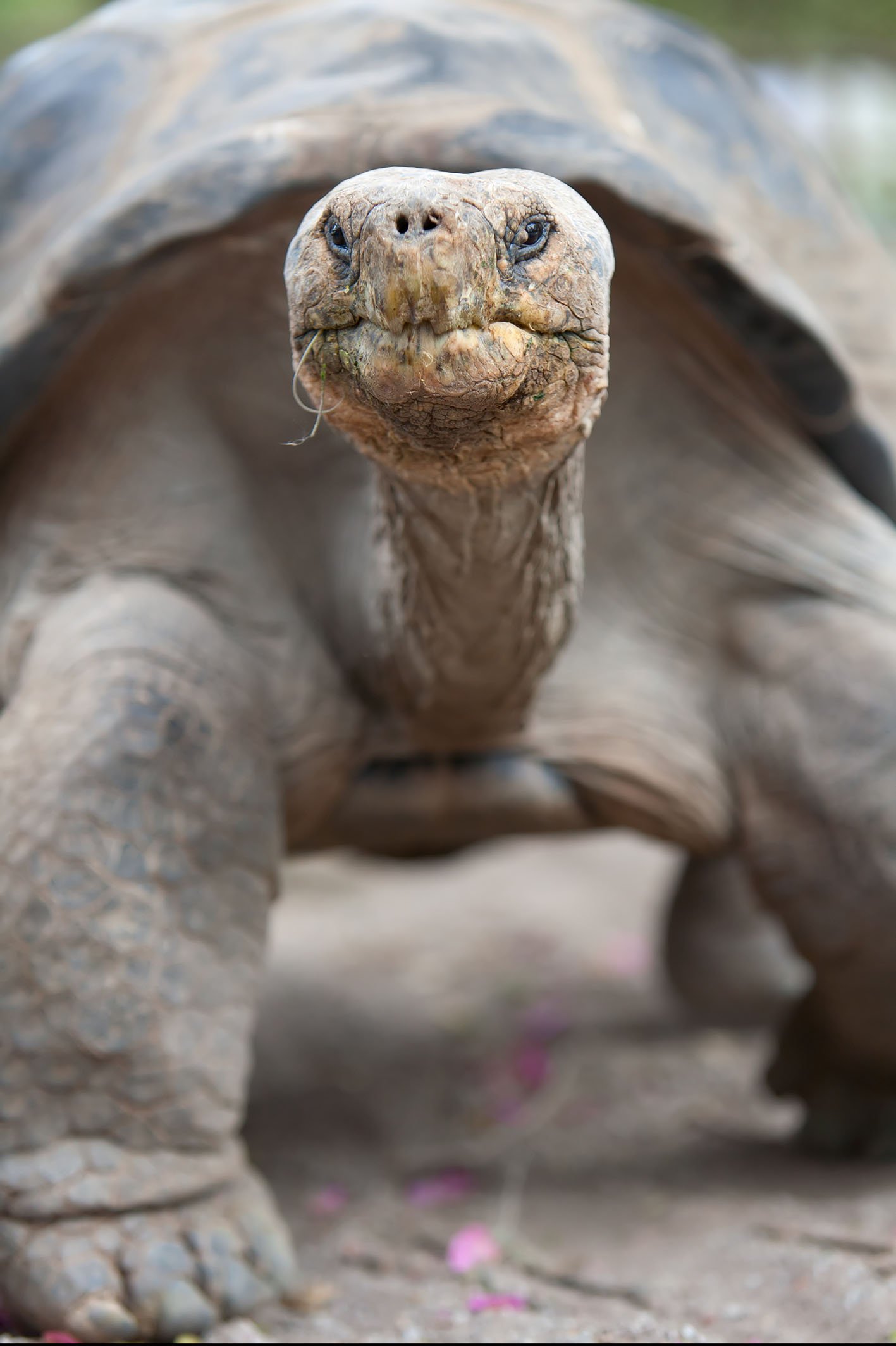 Galapagos giant tortoise is the largest living species of tortoise, reaching weights of over 400 kilograms and lengths of 1.8 meters. It is among the longest lived of all vertebrates.